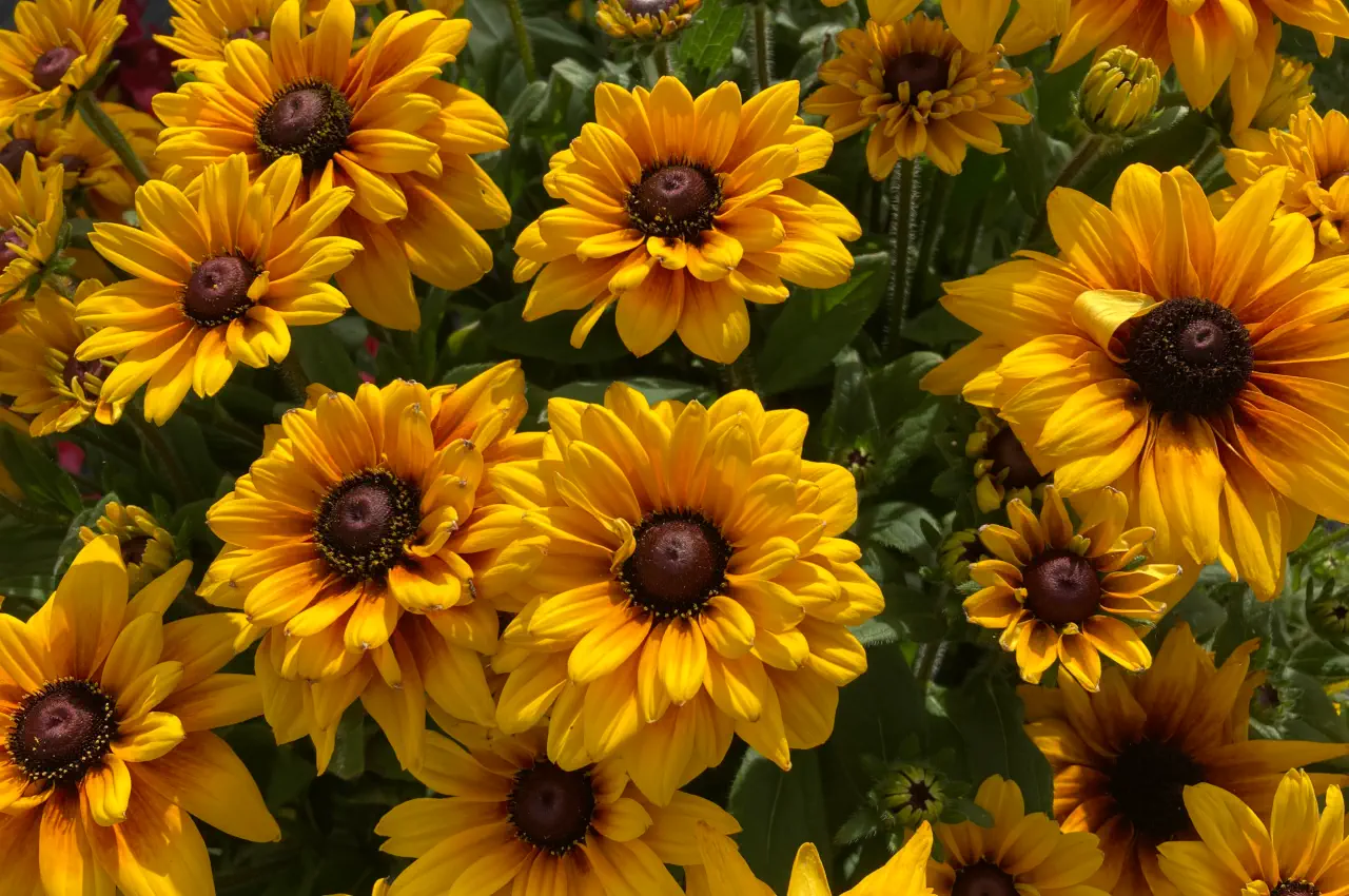 How to Grow Rudbeckia from Seeds: Superb Summer Colour